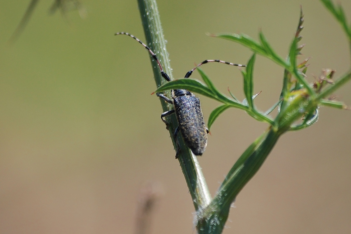 ID 12 - Agapanthia sicula ssp. malmerendii